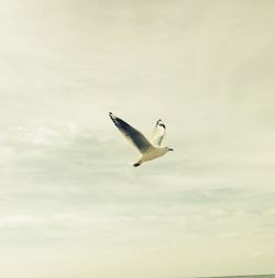 Seagull flying against sky