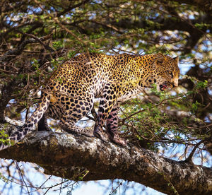 Cat in a tree