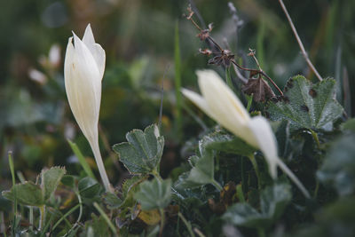 Close-up of white flowering plant