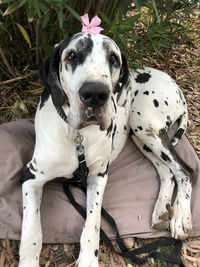 Portrait of dog sitting on field