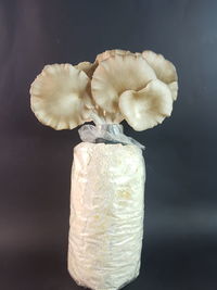 Close-up of white mushrooms against black background