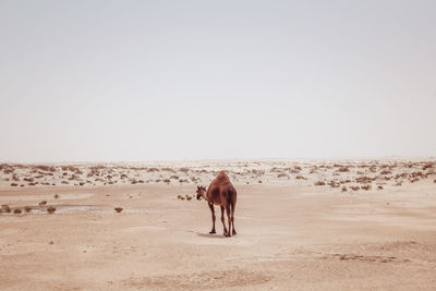 Horse standing on sand against clear sky