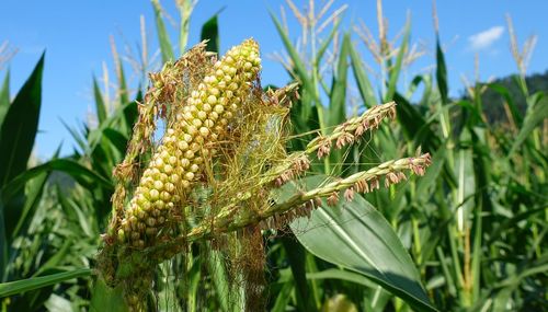 Close-up of corn on field against sky