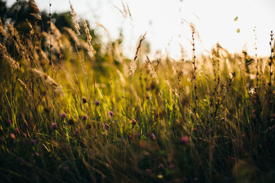 Scenic view of grassy field against sky