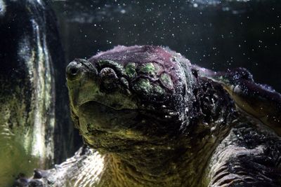 Close-up of turtle swimming in sea