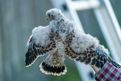 Close-up of a bird