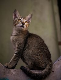 Portrait of cat sitting outdoors