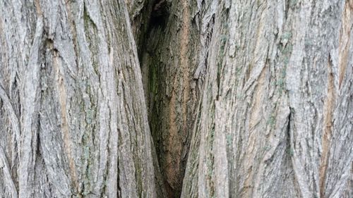 Full frame shot of tree