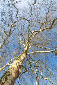 Low angle view of bare tree against blue sky