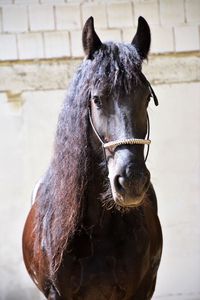 Close-up of horse standing outdoors