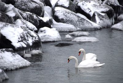 Swans swimming in lake