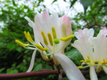 Close-up of fresh flower blooming in nature