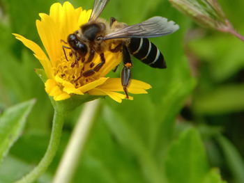 Close-up of bee pollinating on yellow flower