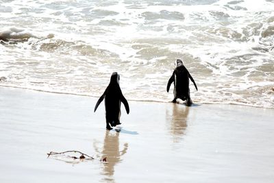 Penguins walking at beach