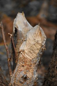 Close-up of dead tree trunk in forest