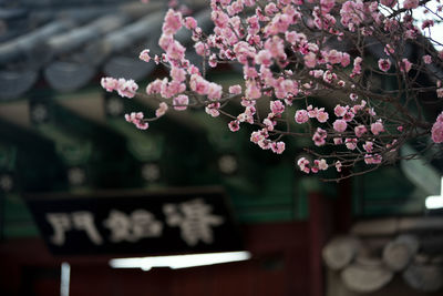 Close-up of pink cherry blossom