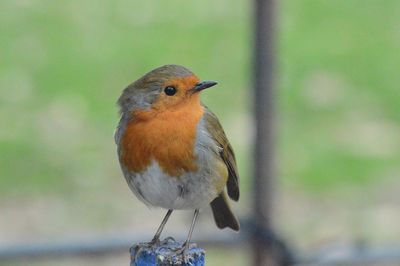 Close-up of robin perching outdoors