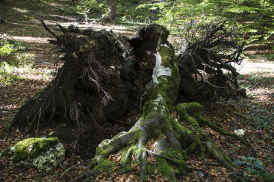 Tree stump in forest