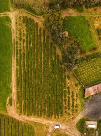 High angle view of agricultural field