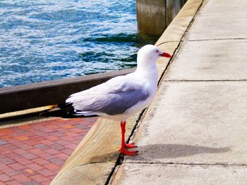 Close-up of bird perching on water