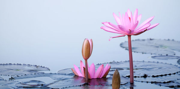 Close-up of pink water lily in lake