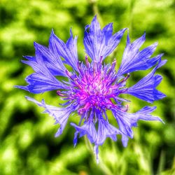 Close-up of purple flowering plant