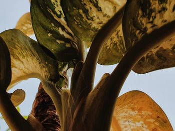 Low angle view of succulent plant against sky