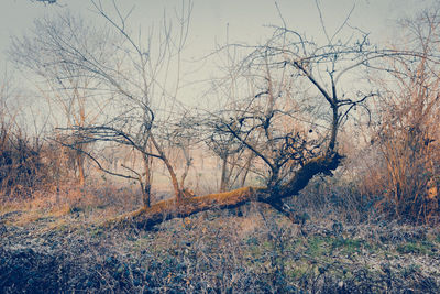 Bare trees against sky