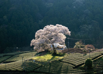 Scenic view of flowering trees on field