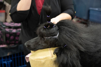 Close up of a black poodle being groomed on a table 