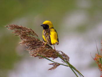 Close-up of bird perching on flower