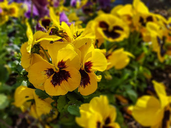 Close-up of yellow flowers