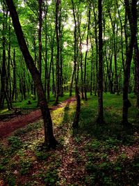 Trees in forest