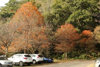 Trees on roadside