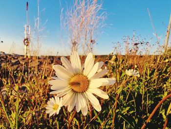 Close-up of white flowering plants on field