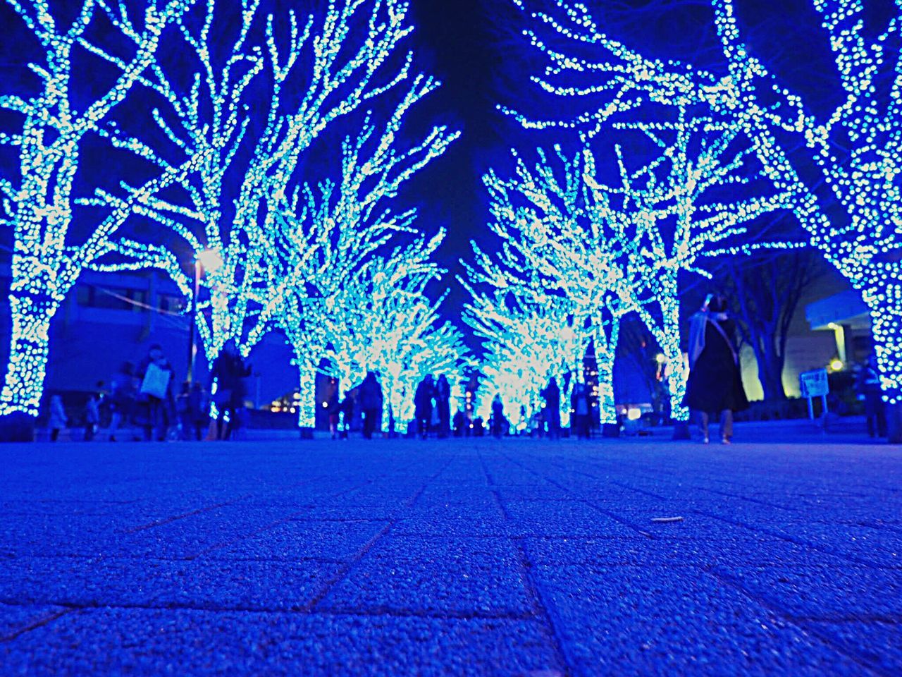 night, tree, blue, illuminated, christmas, travel destinations, celebration, christmas lights, outdoors, sky, celebration event, christmas decoration, large group of people, people, christmas tree, adults only, midnight, adult