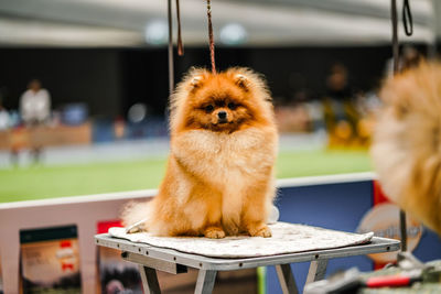 Dog looking away while sitting on table