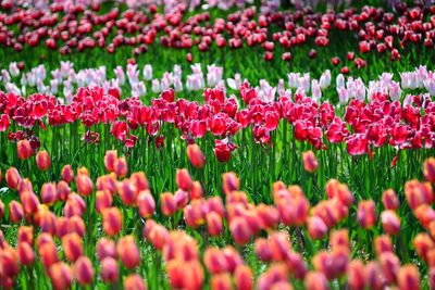 Full frame shot of red tulip flowers in field