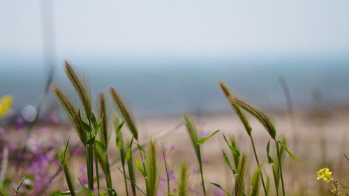 Close-up of plant against blurred background