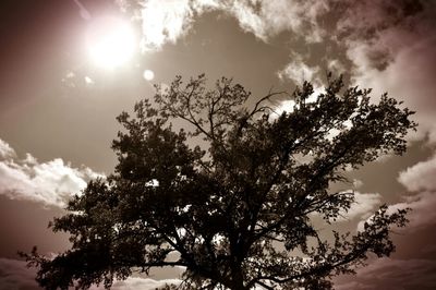 Low angle view of trees against sky