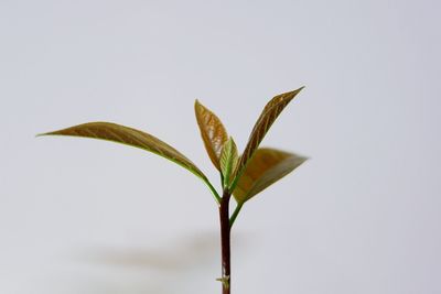 Close-up of plant against white background