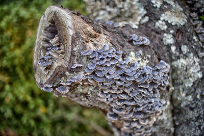 Close-up of tree trunk