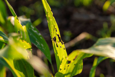 Close-up of insect on plant