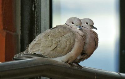 Close-up of bird perching on wall