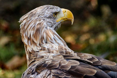 Close-up of eagle