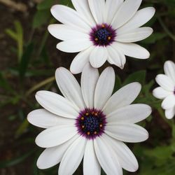 Close-up of daisy flower