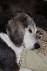 Close-up of a dog