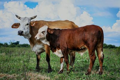 Cow standing in a field