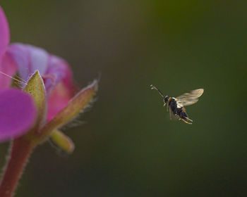 Close-up of insect pollinating on flower