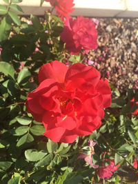 Close-up of pink flowers